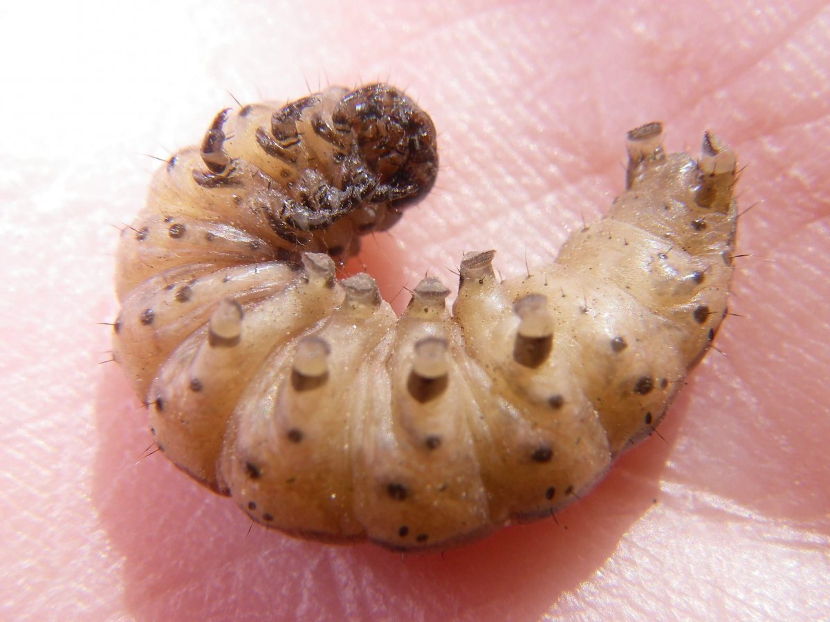 Личинки Жуков-Пожарников