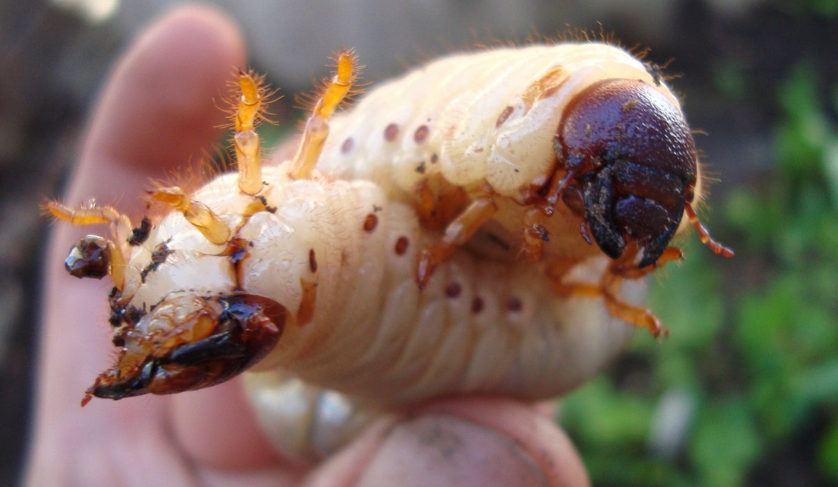 Личинка майского жука