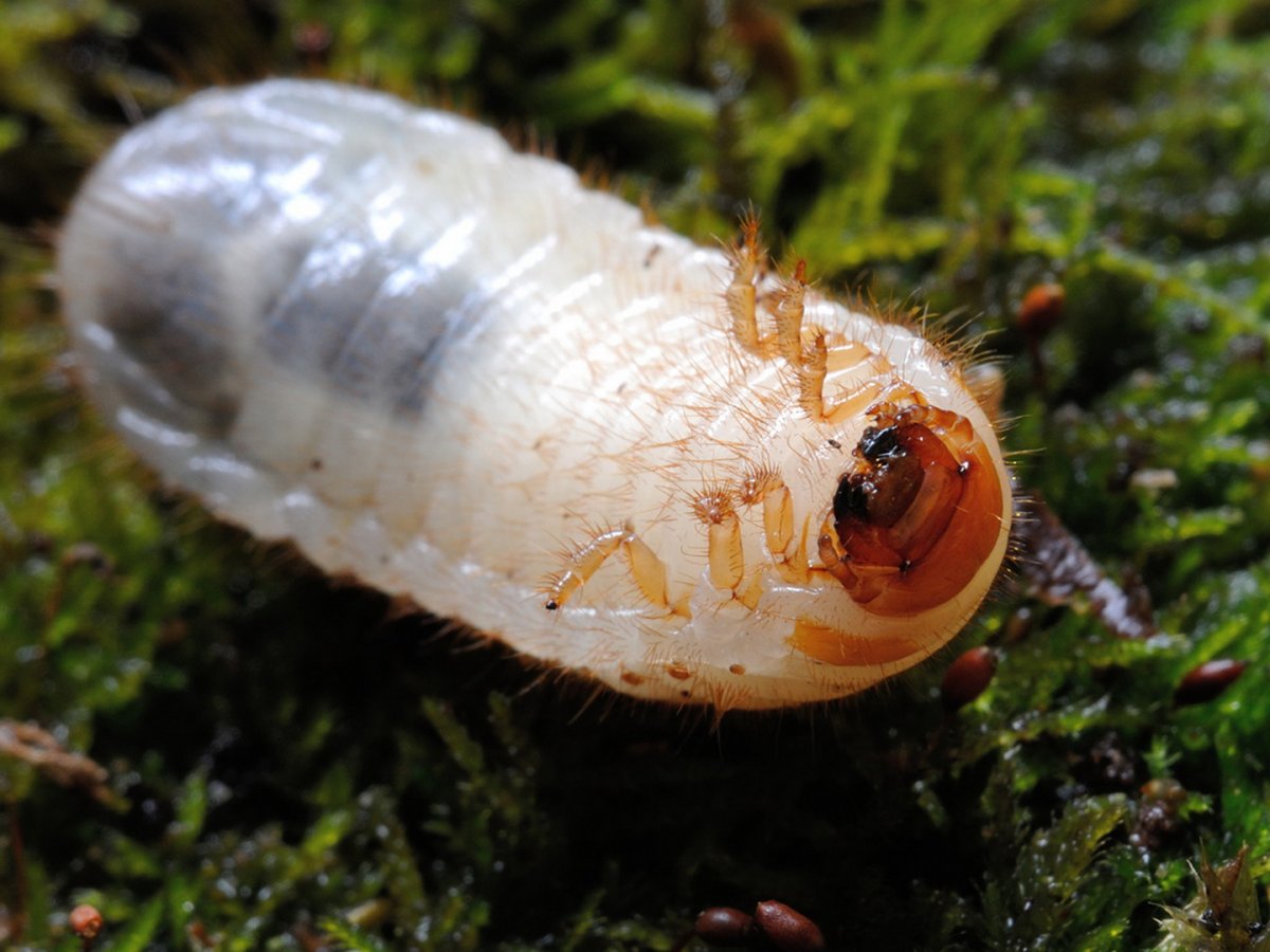 Бронзовка золотистая личинка