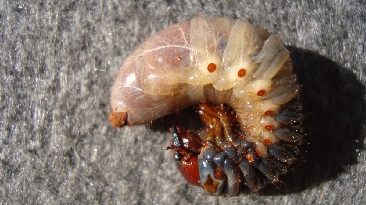 Личинки майских Жуков