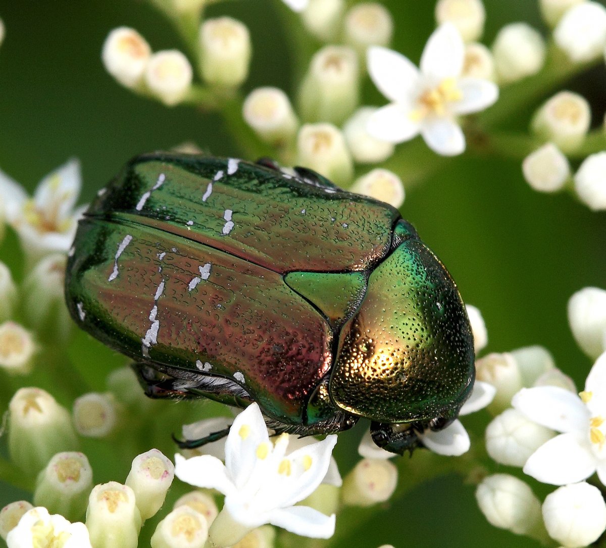 Золотая бронзовка золотистая