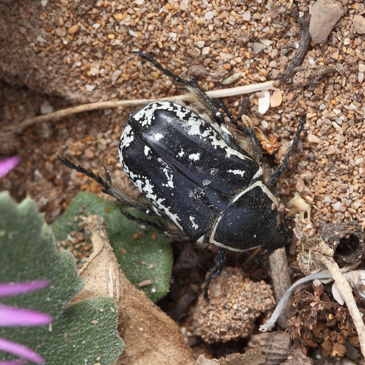 Интересные жуки