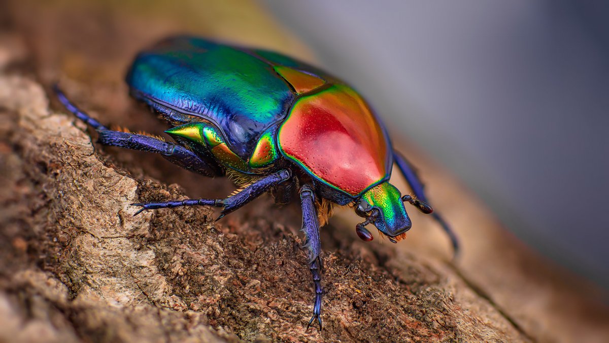 Конголезская бронзовка