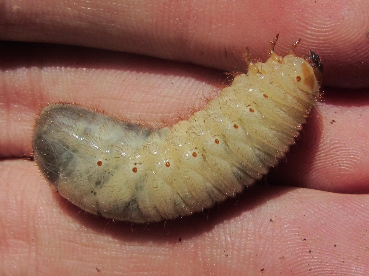 Бронзовка Жук личинка