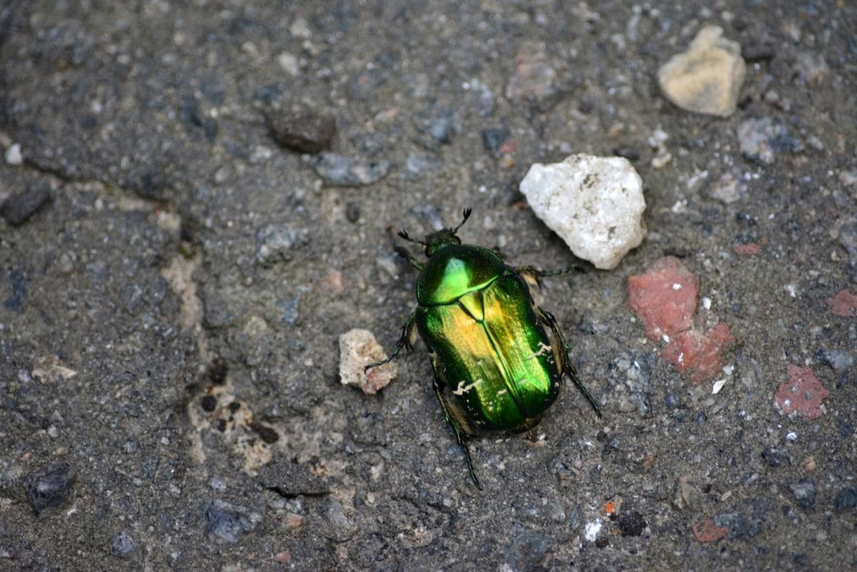 Бронзовка Жук полет