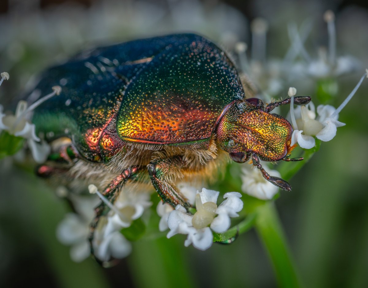 Жук бронзовка Макросъемка