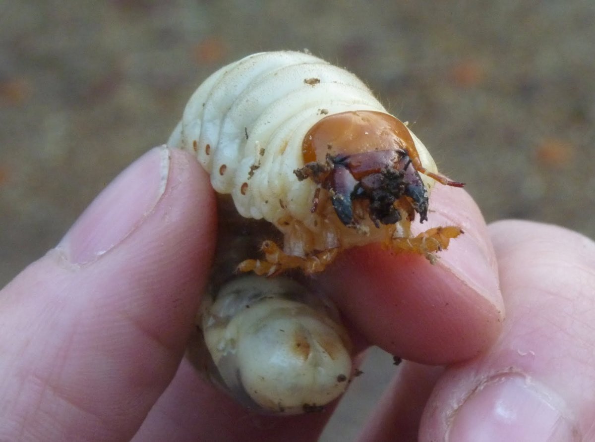 Личинка и куколка жука носорога