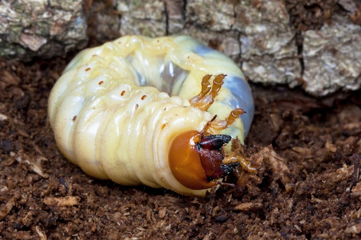 Куколка жука рогача