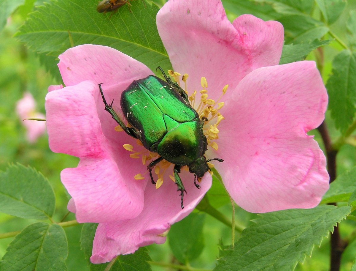 Жук бронзовка на шиповнике