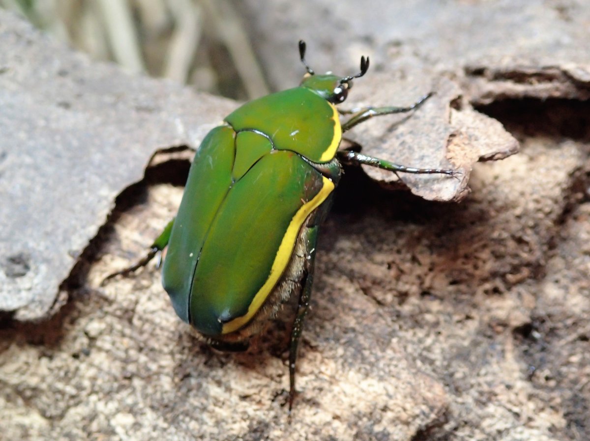 Конголезская бронзовка (Pachnoda marginata)