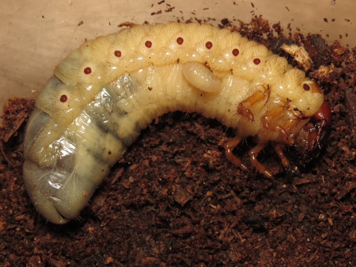 Личинки Жуков навозников