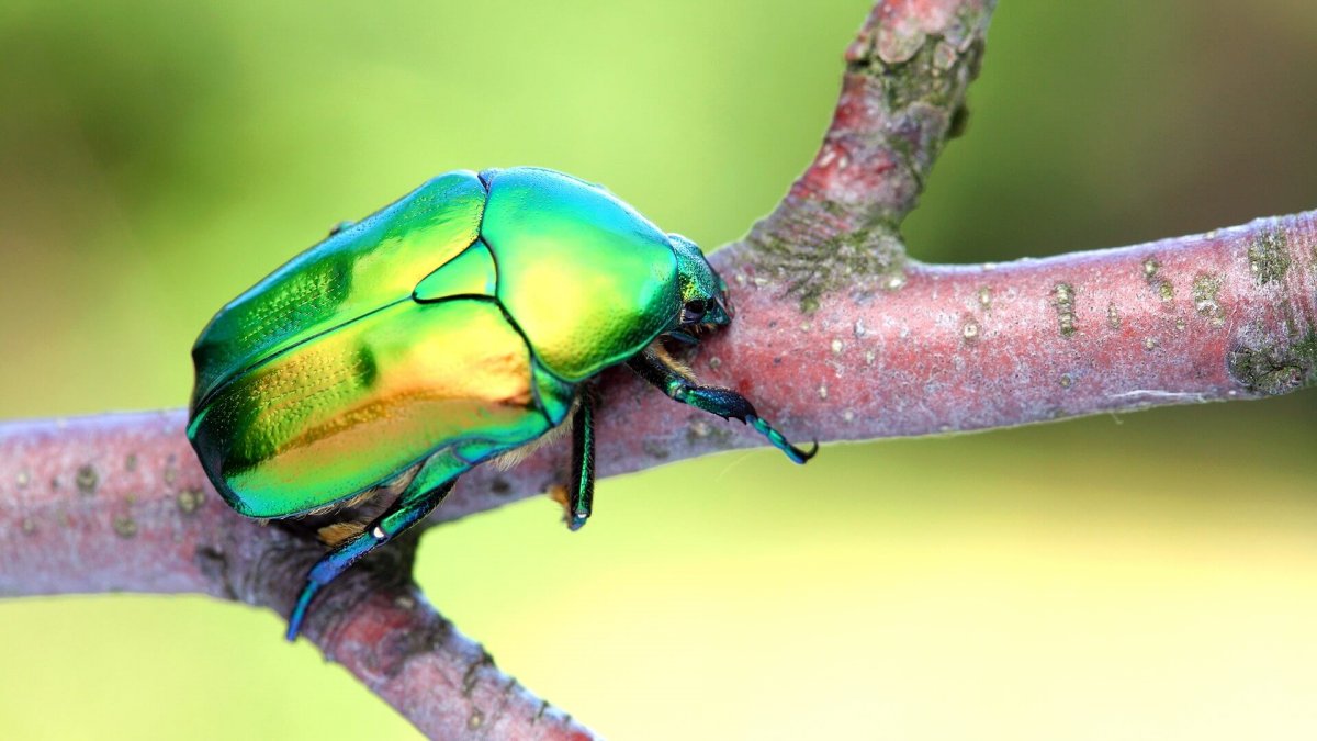 Золотистая бронзовка