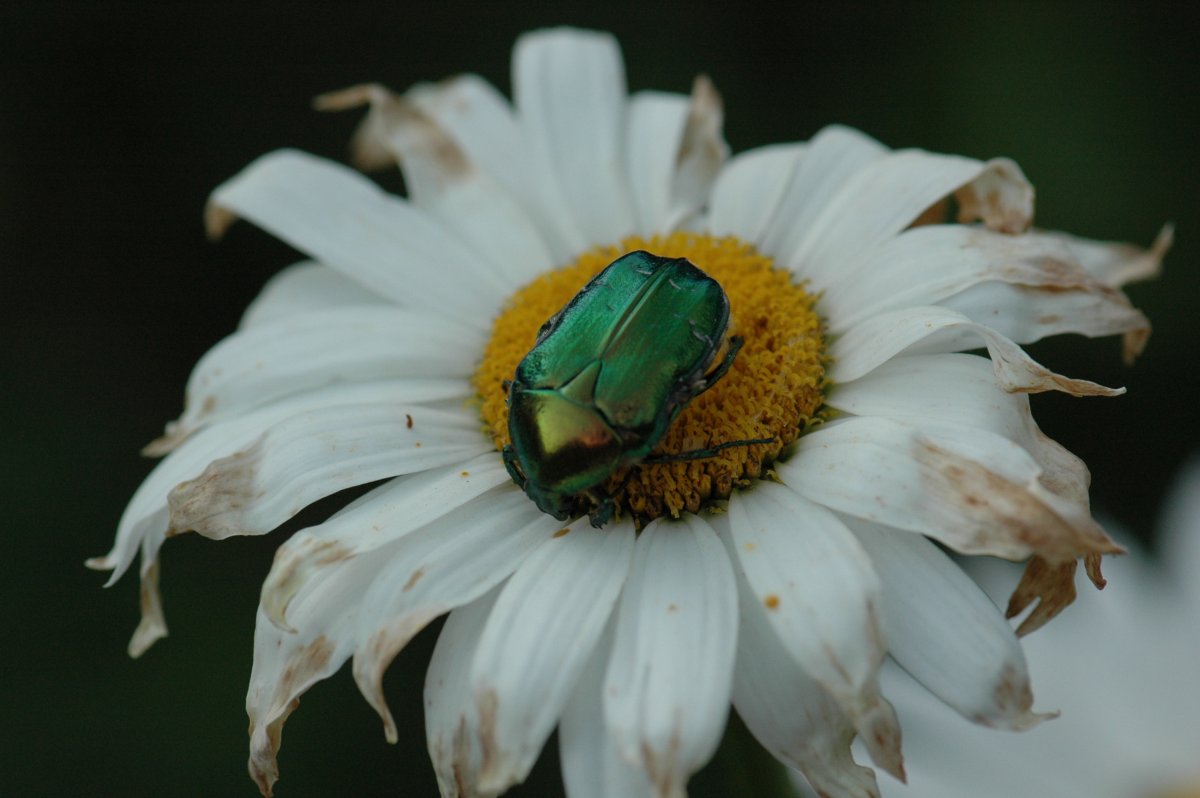 Бронзовка золотистая куколка