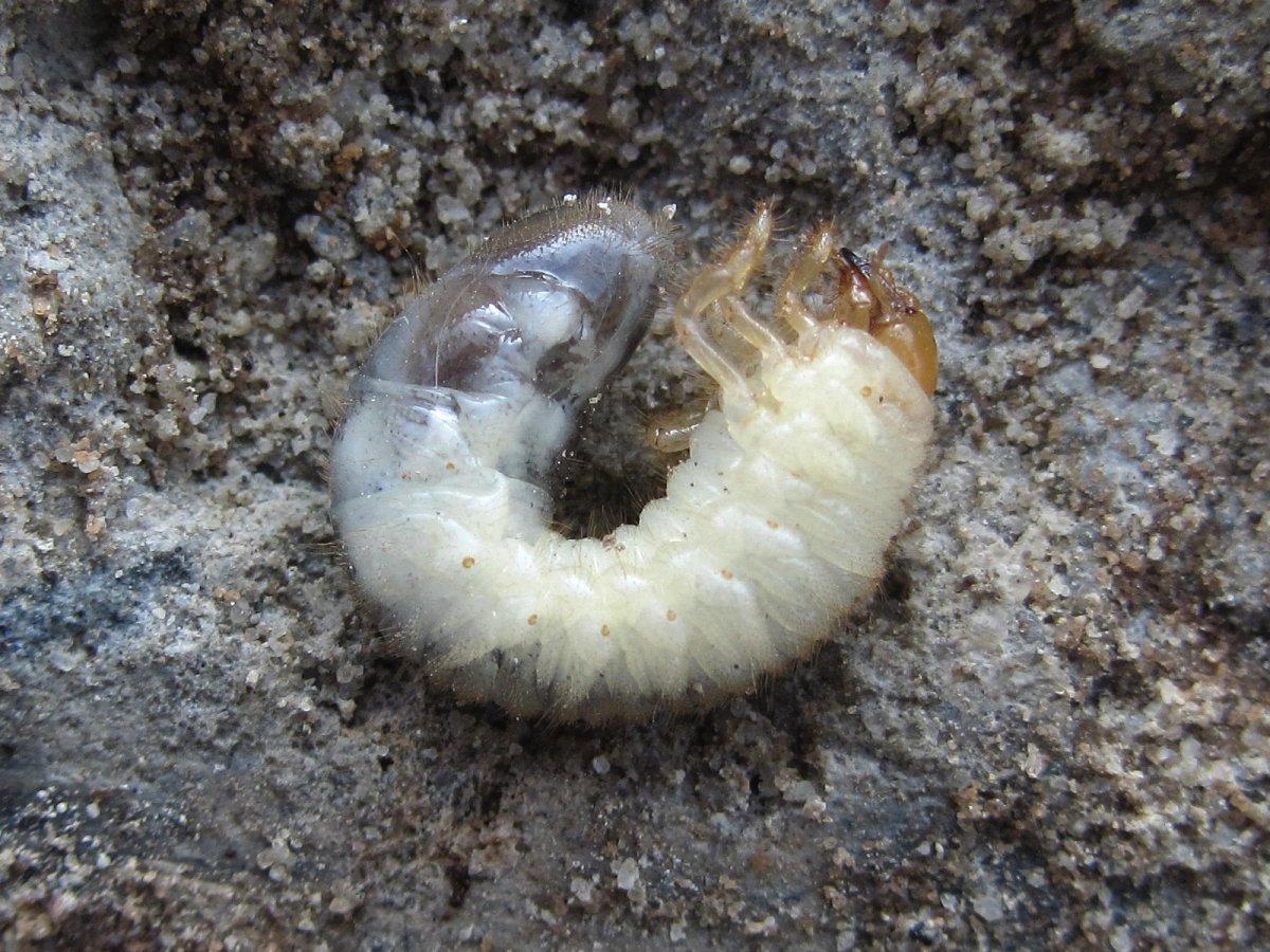 Жук Оленка личинка