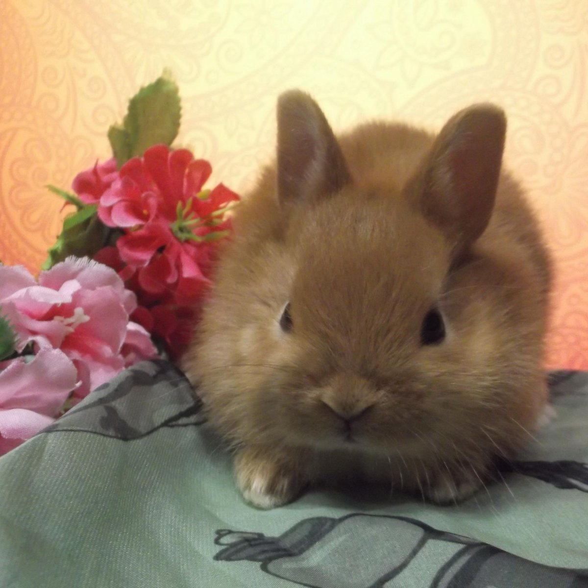 Декоративный кролик