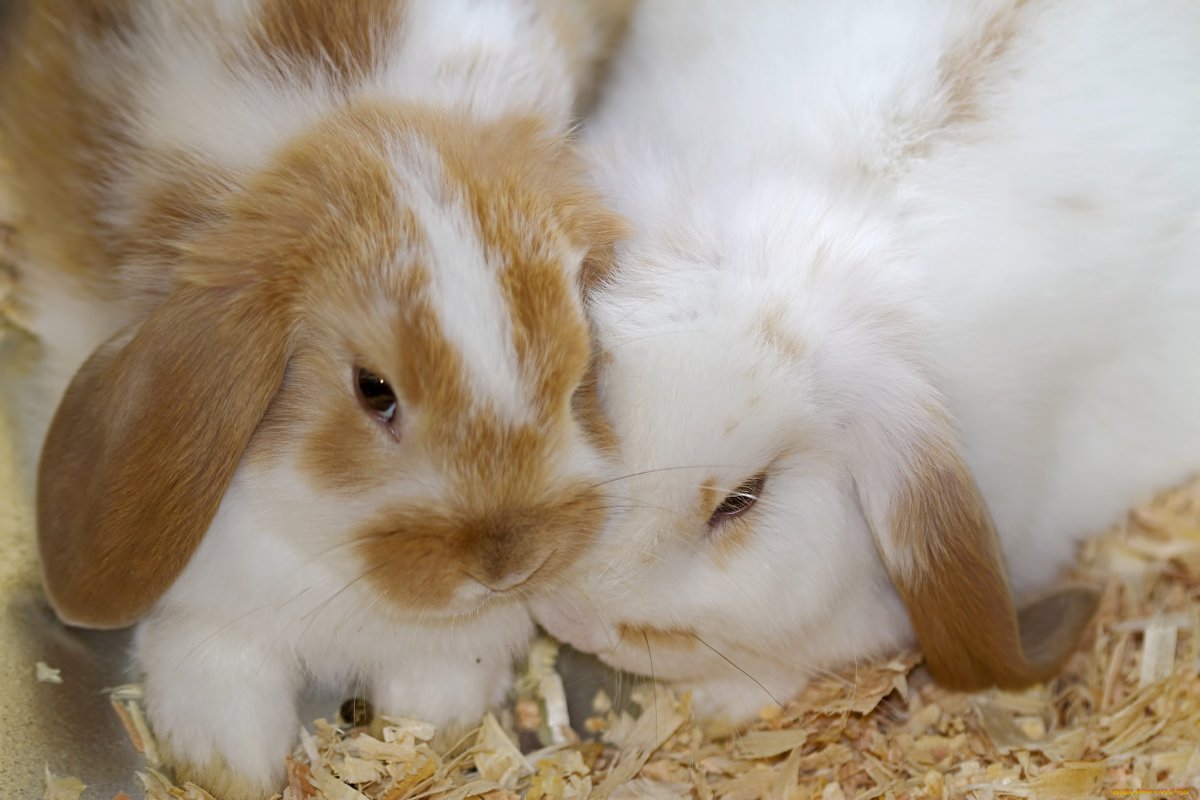 Милые пушистые животные