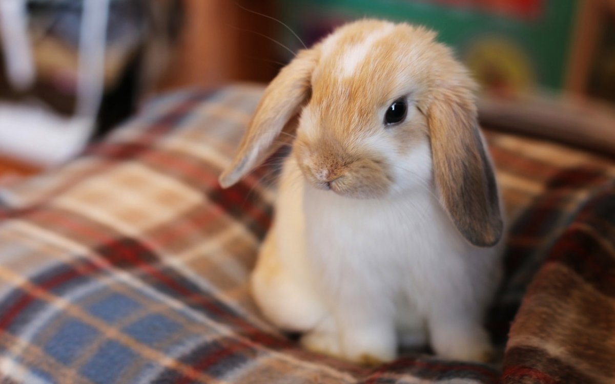 Пушистый зайчик