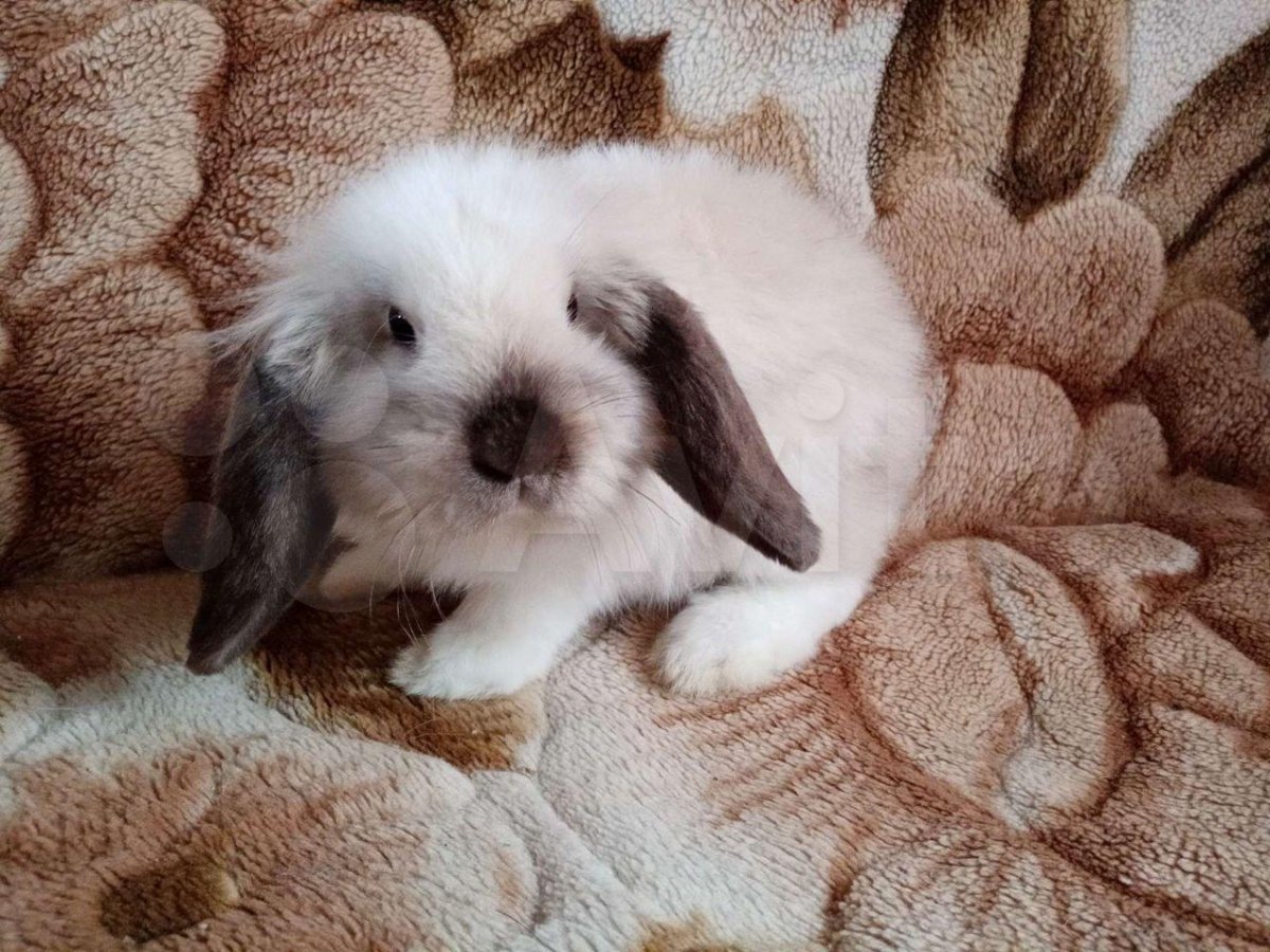 Нежный крольчонок