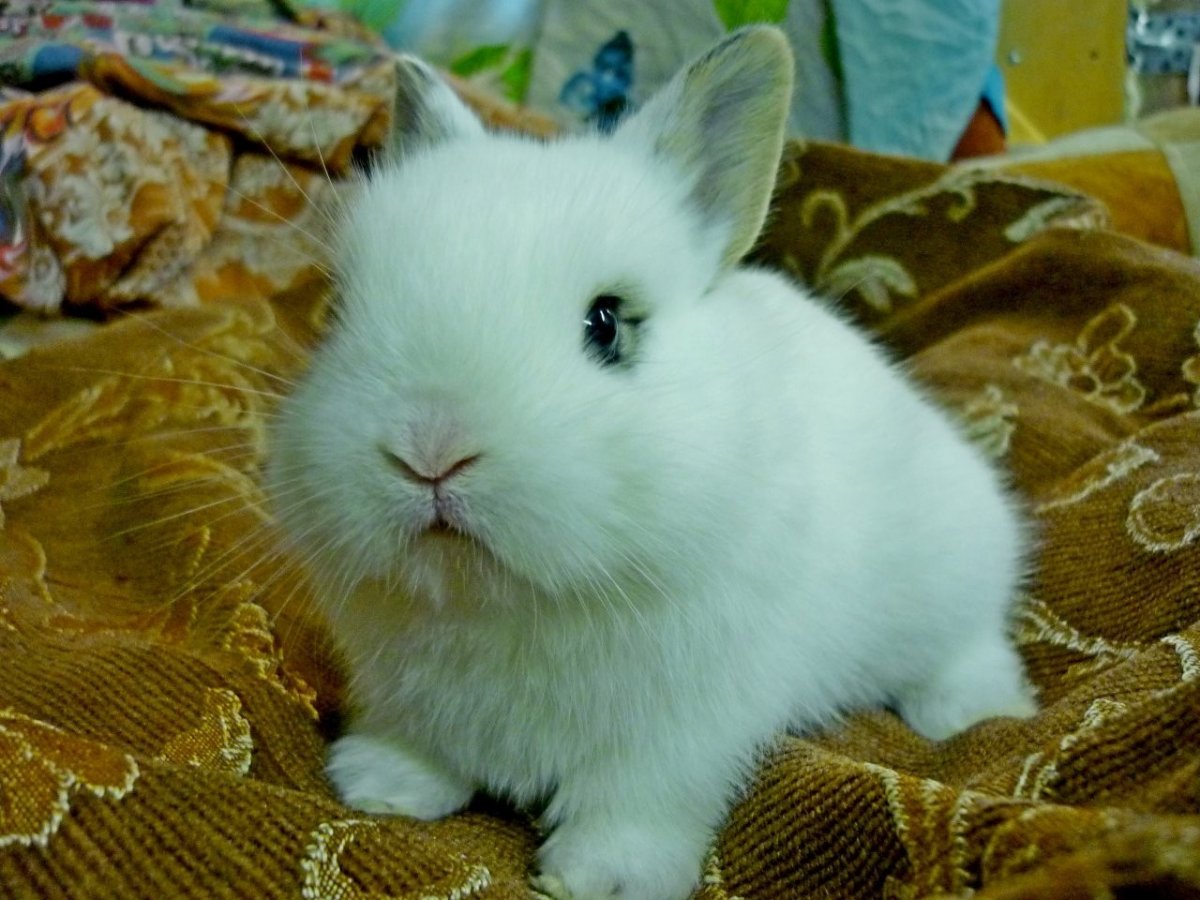 Декоративный кролик