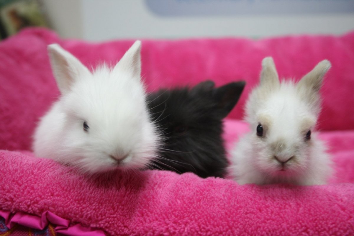 Рыжий вислоухий кролик