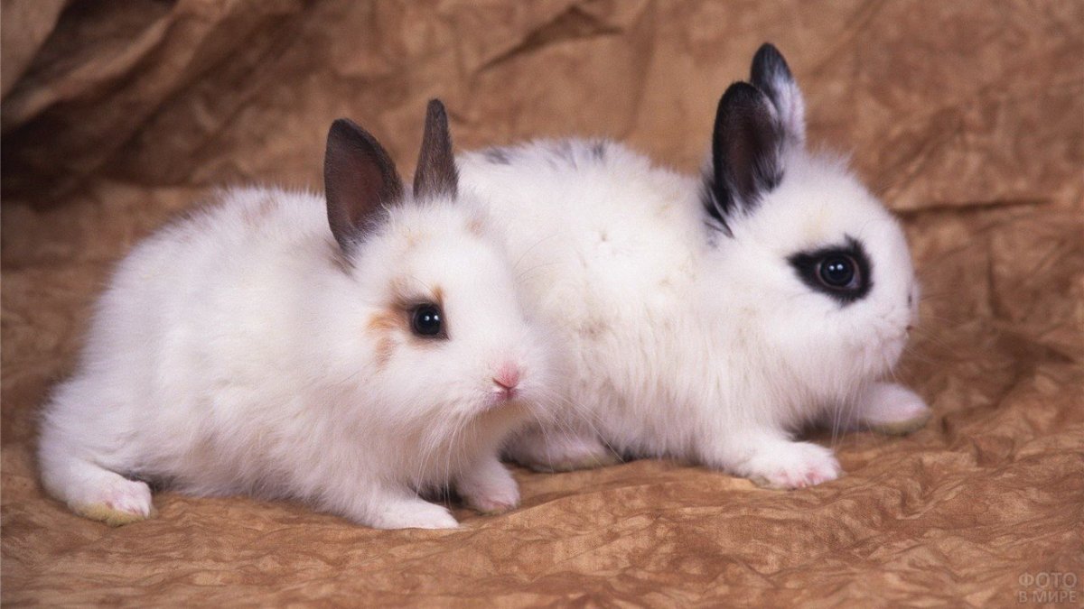 Кролики милые в коробочке