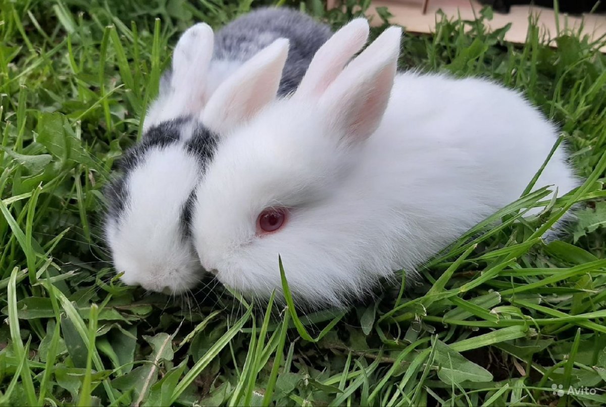 Кролик домашний декоративный белый