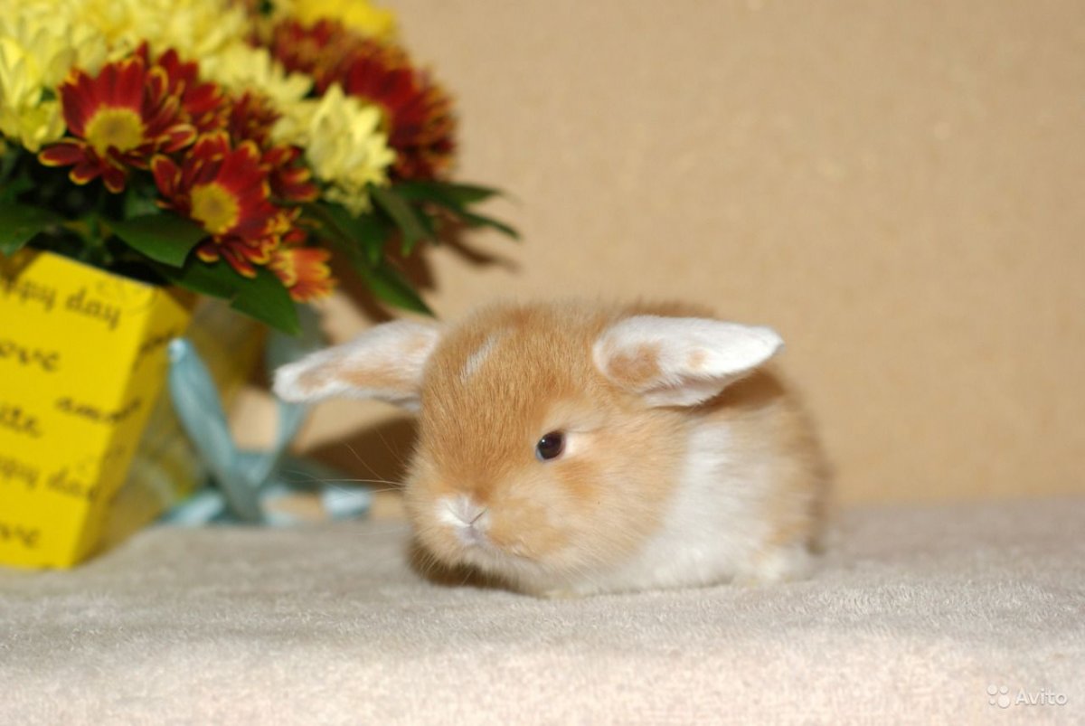 Зайчик флаффи