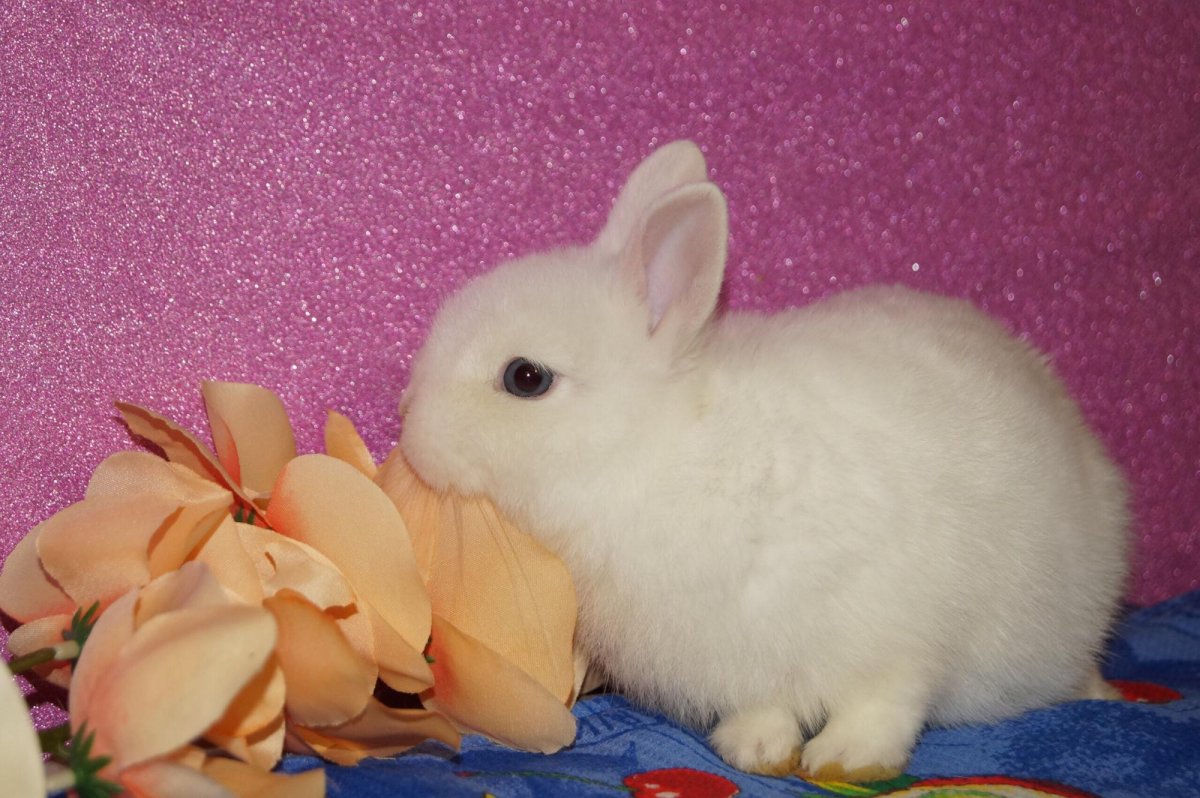 Голландский карликовый вислоухий кролик