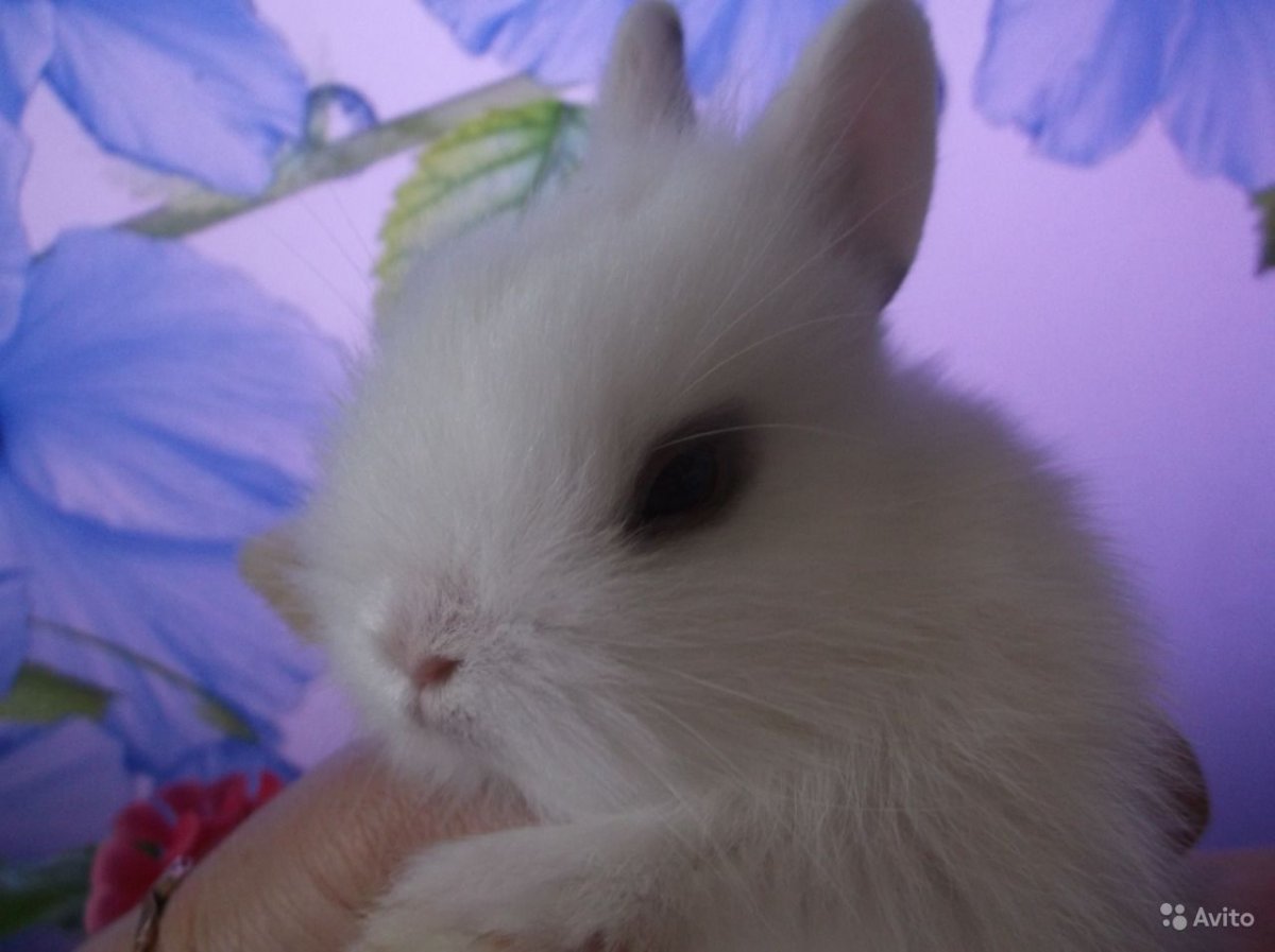 Маленькие кролики