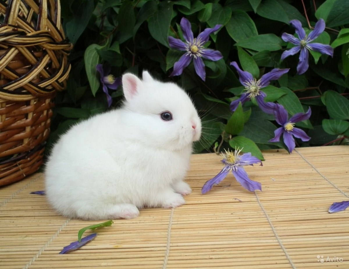 Белые кролики домашние