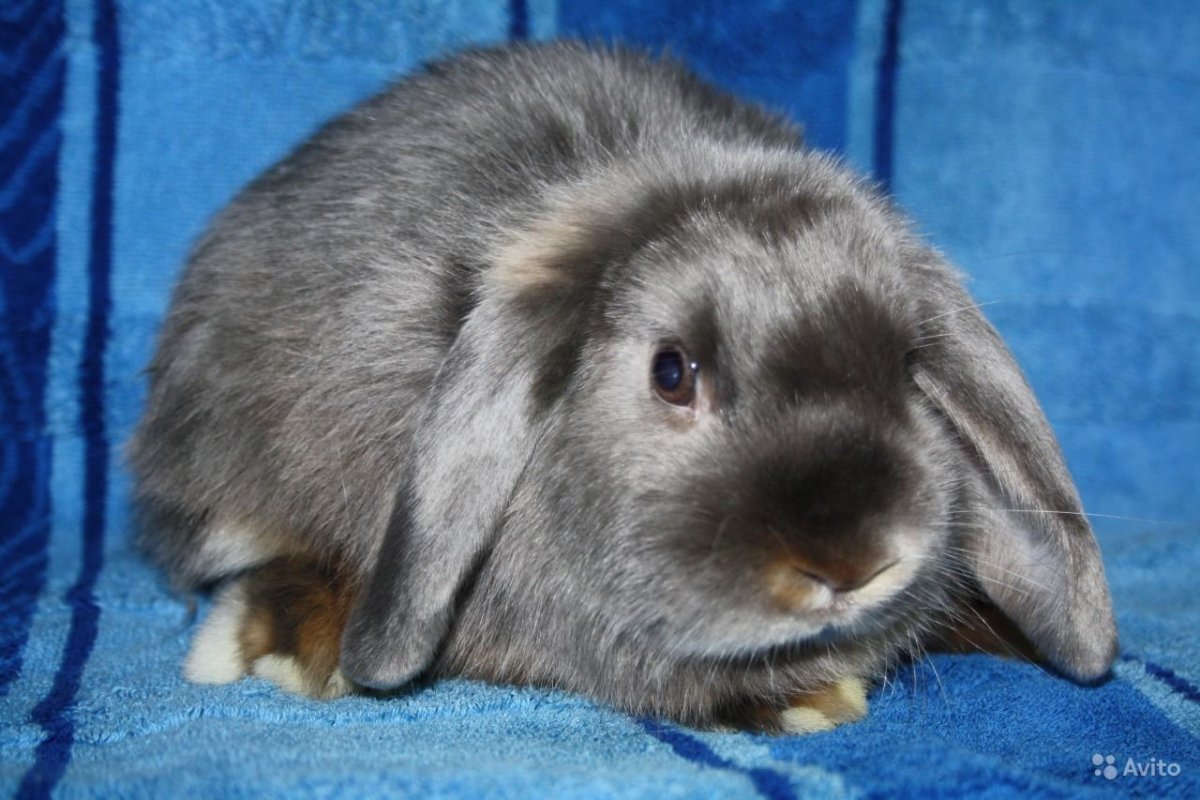 Видео про кроликов