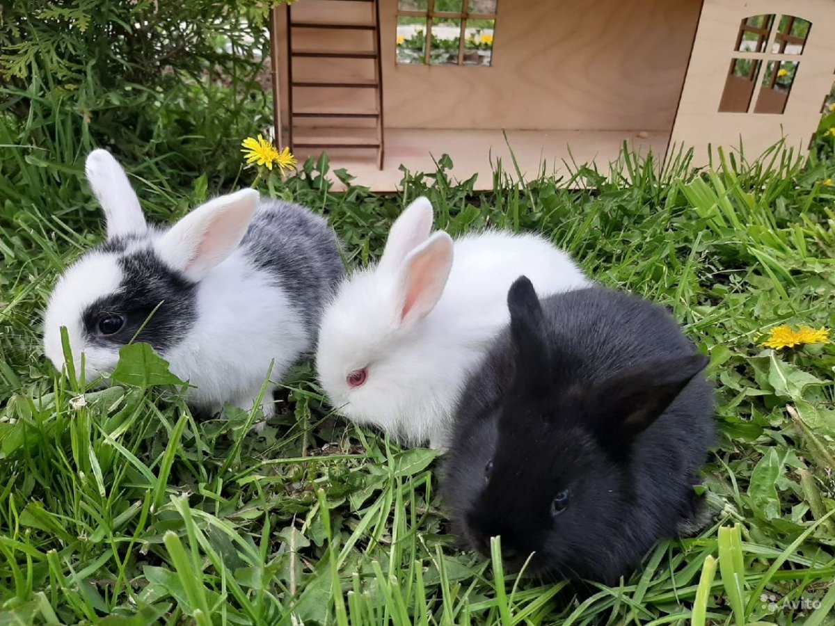 Счастливый кролик