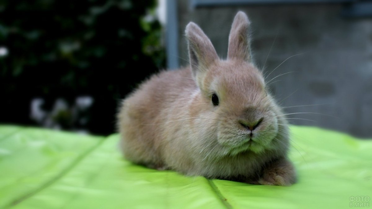 Вислоухий баран кролик маленький