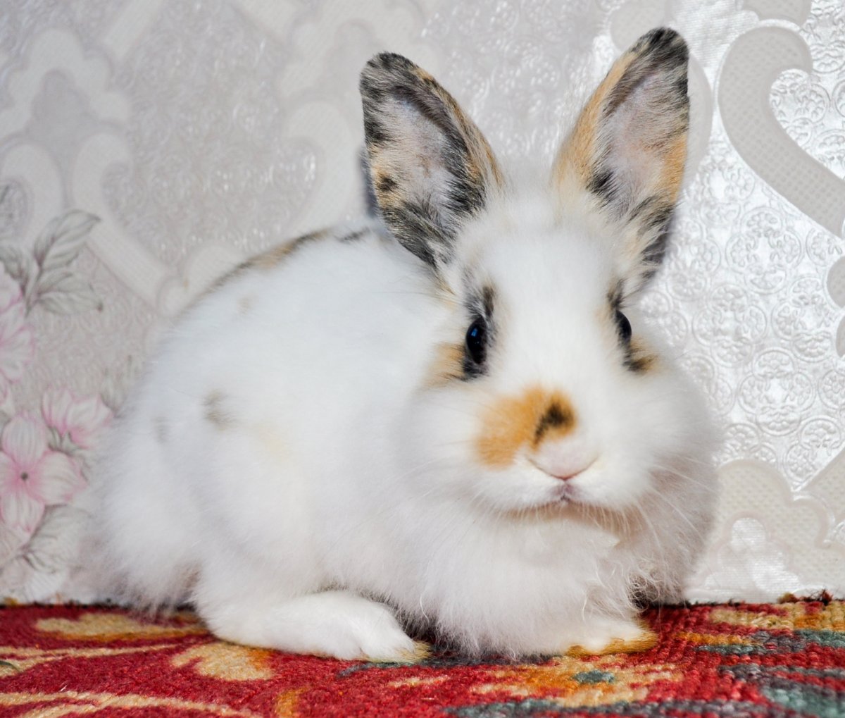 Кролик флаффи