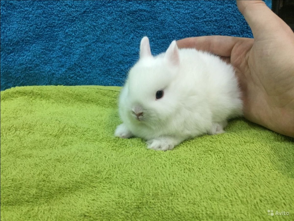 Карликовый кролик Пигмей