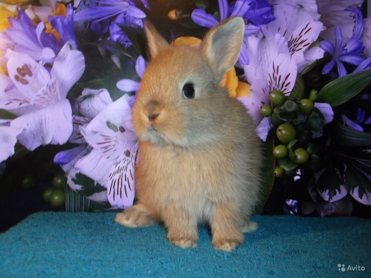 Декоративные крольчата