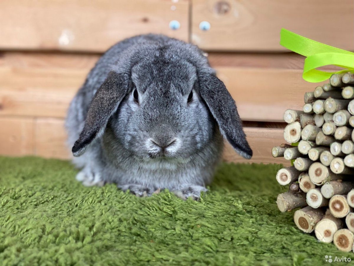 Маленькие крольчата