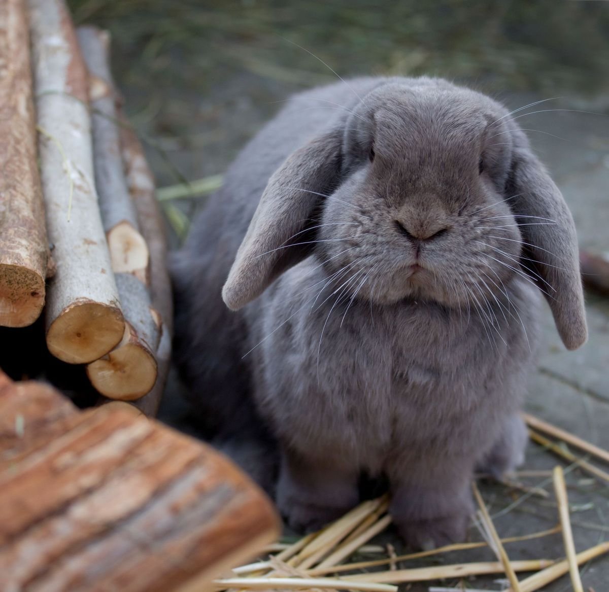Шотландский вислоухий кролик