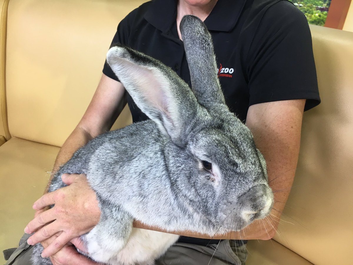 Серый великан кролик самый большой