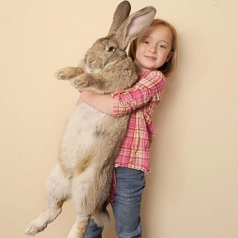 Дариус - самый большой кролик в мире