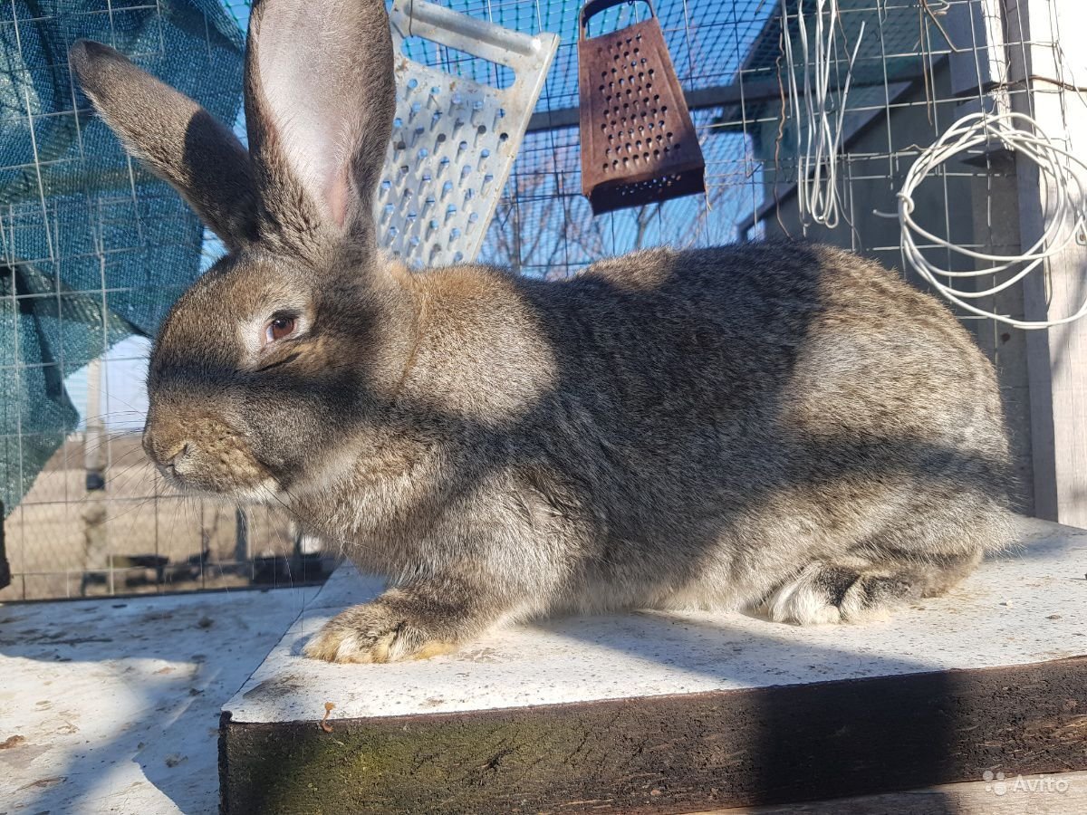 Кролик серый великан