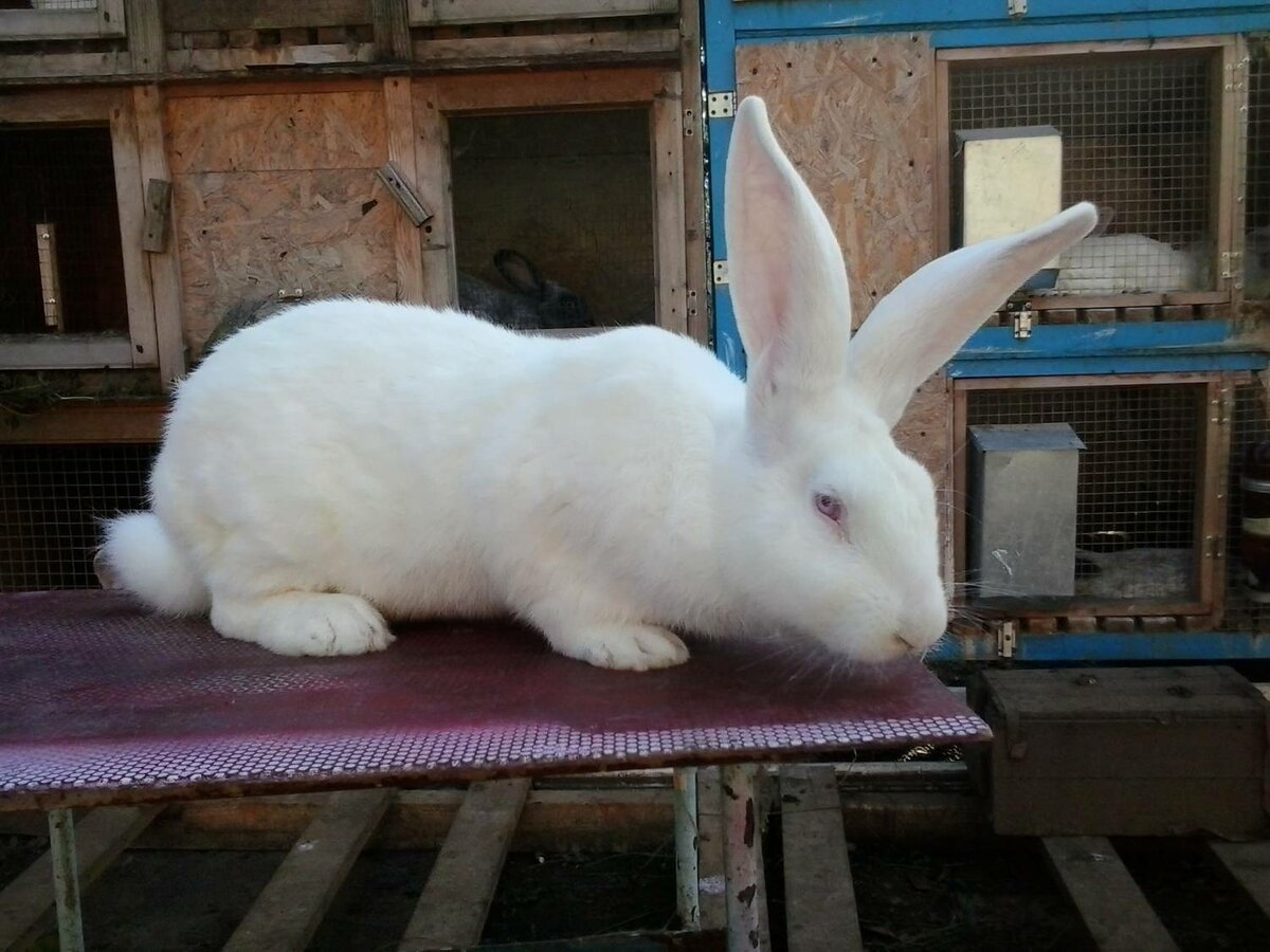 Белый великан кролик белый великан