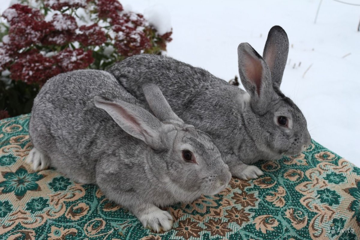 Кролик Сибирский великан