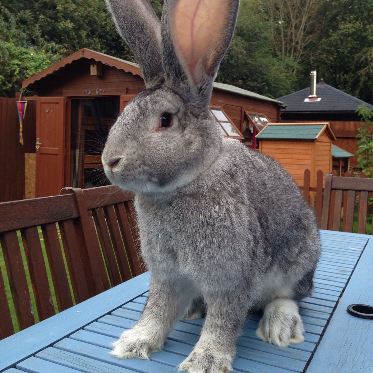 Бельгийский великан кролик