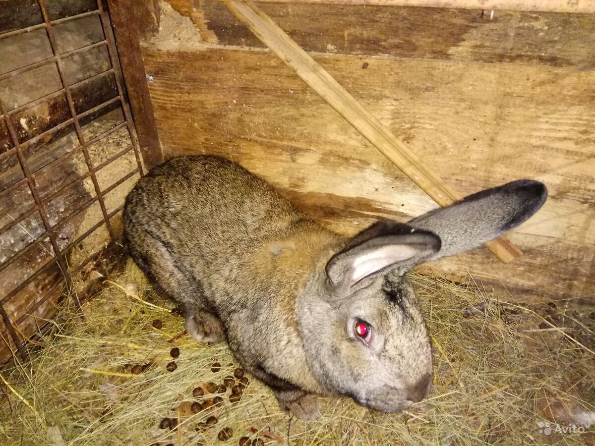 Серый великан порода кроликов