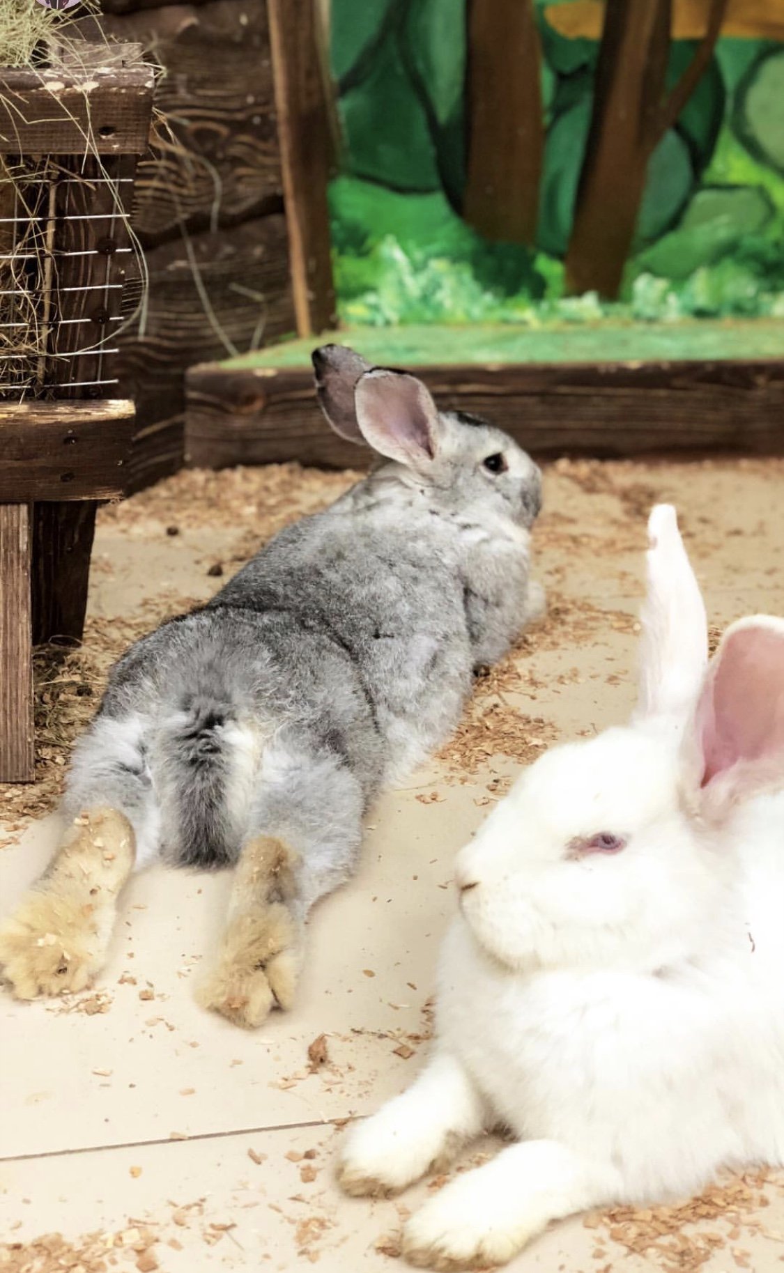 Кролики Калифорния и великан