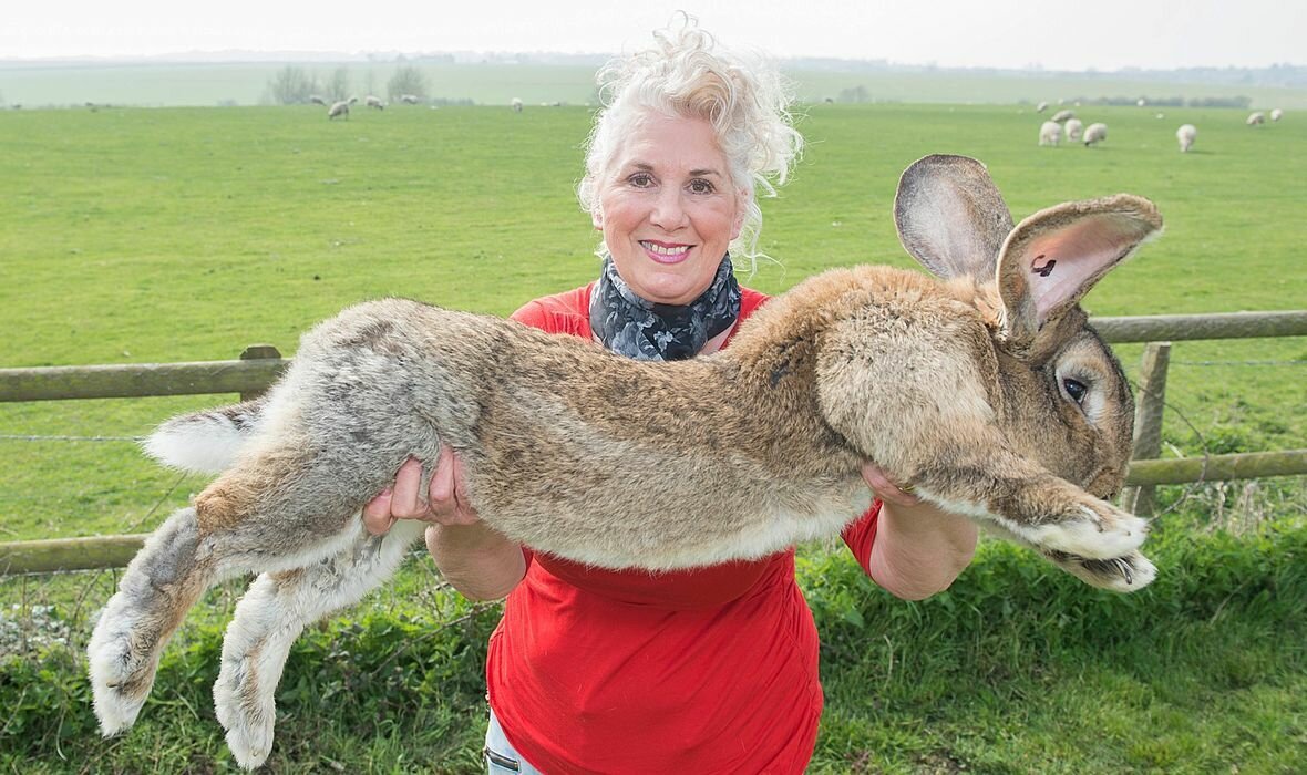 Кролик континентальный гигант