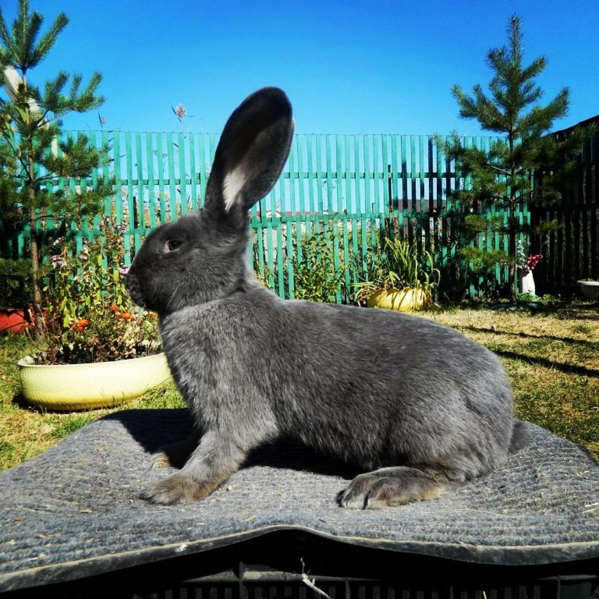 Бельгийский великан Фландр