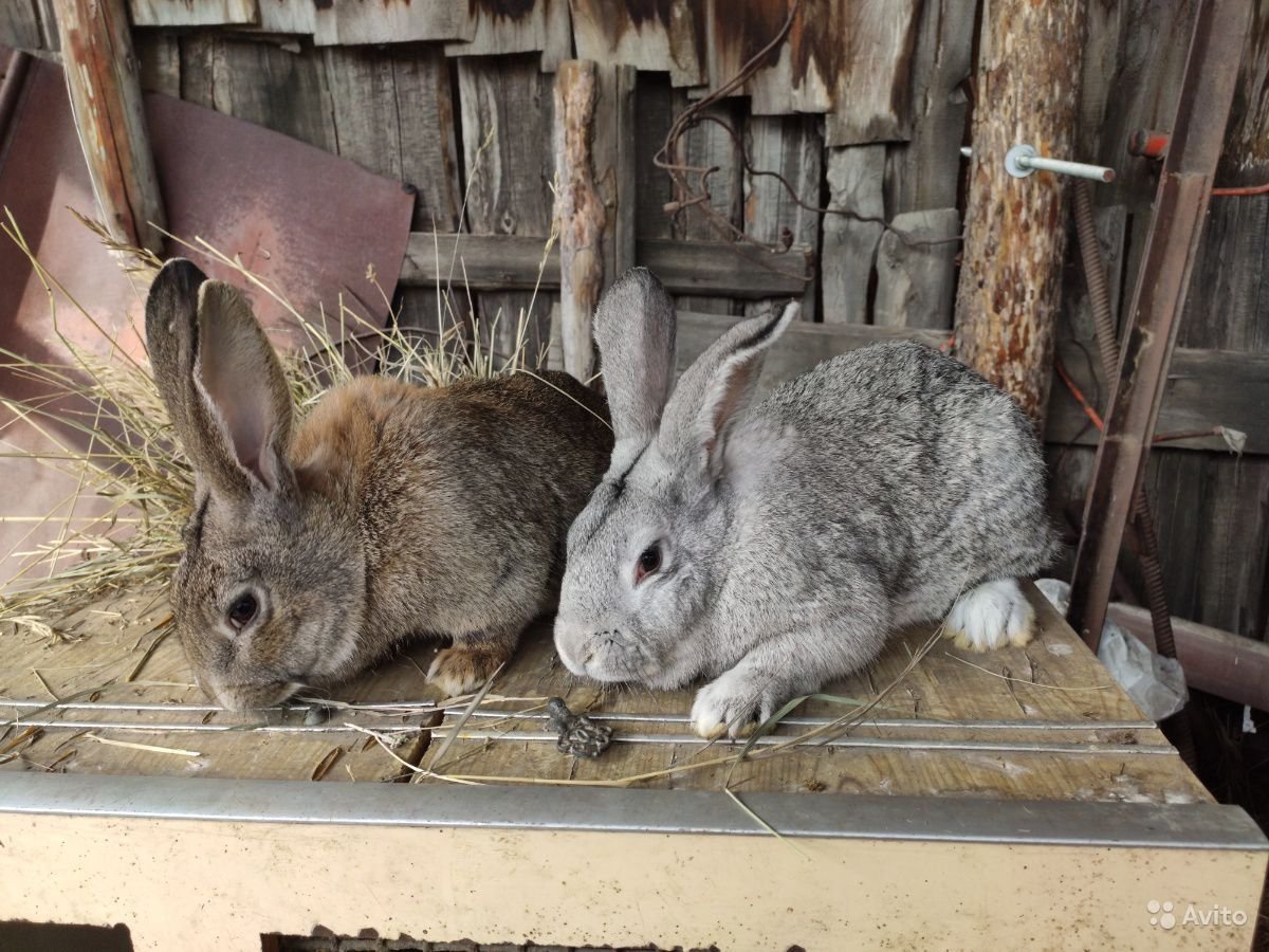 Фландр серый великан