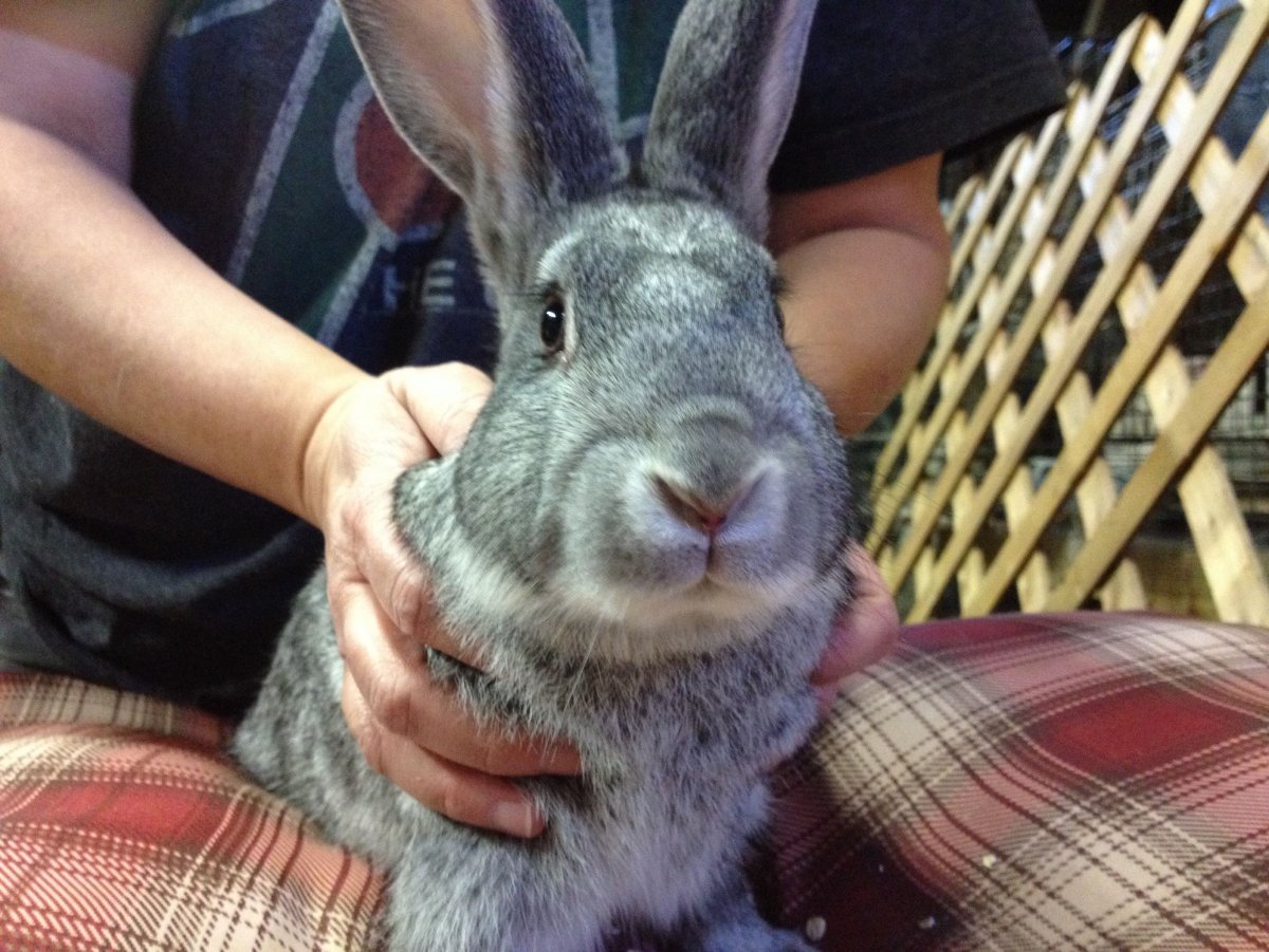 Кролик континентальный гигант